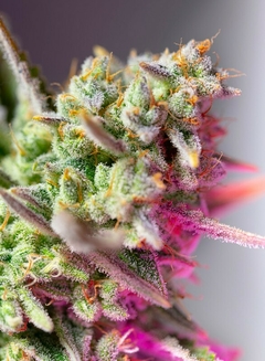 Sweet Mimosa XL Auto® SWS94 en internet