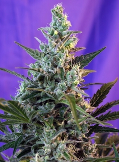 Sweet Skunk Auto® SWS34 en internet