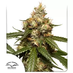 THC - VICTORY Autofloreciente x3 DutchPassion - comprar online