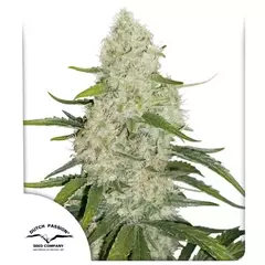 Think Big Autofloreciente x3 DutchPassion - comprar online