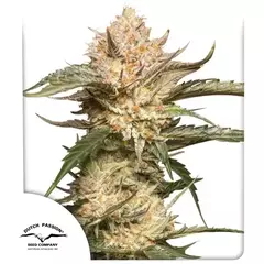 Trichome & Cream Autofloreciente x3 - comprar online