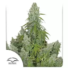 Ultimate Autofloreciente x3 DutchPassion - comprar online