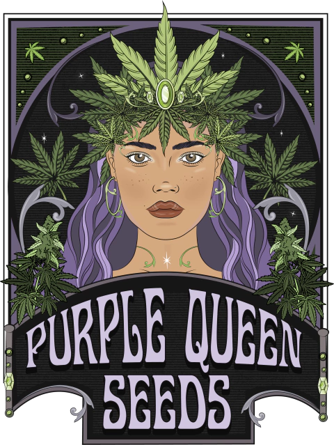 Purple Queen Seeds