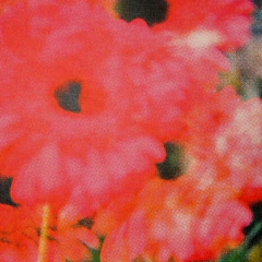 Extasis Floral - Camila Giacomini - comprar online