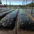 Mulching preto 1,80x500 m - comprar online