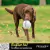 Juguetes para mascotas de Friends - comprar en línea