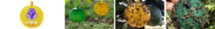 Banner de la categoría Trampas para Moscas de la Fruta e Insectos Voladores