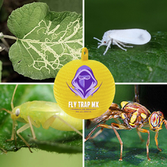 TRAMPAS DESECHABLES PEGAJOSAS PARA INSECTOS VOLADORES 1 pza - comprar en línea