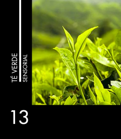 Sensorial 13 Te verde - comprar online