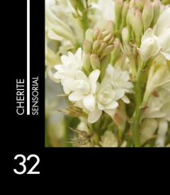 Sensorial 32 Cherite - comprar online