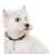 Kit Amigo Perruno - buy online
