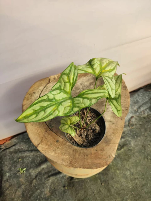 Cercestis Mirabilis - comprar online