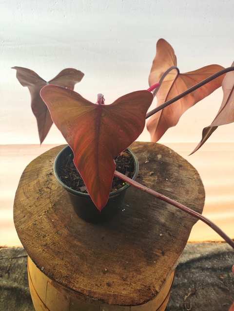 Philodendron Dark Lord - comprar online