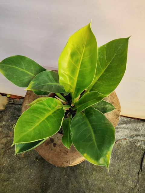 Philodendron Lua Clara (Moonlight) - comprar online