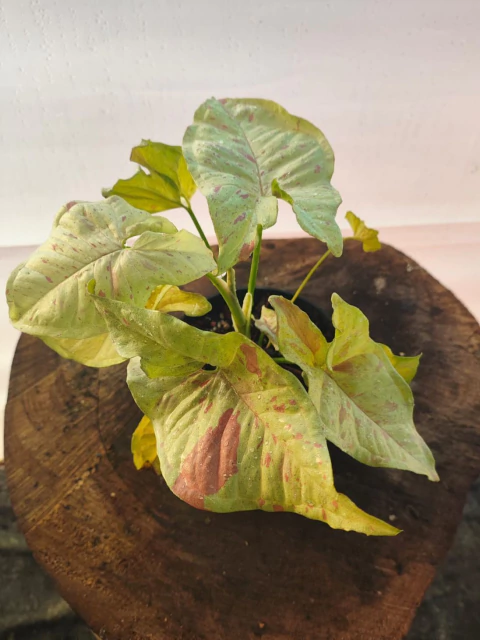 Syngonium ´Milk Confetti´ - comprar online