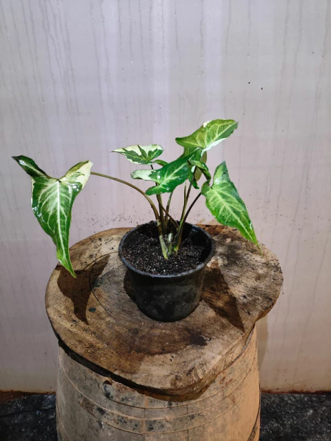 Syngonium Three Kings - comprar online