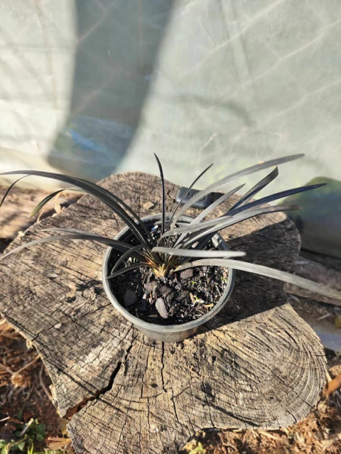 Ophiopogon planiscapus nigrescens - comprar online