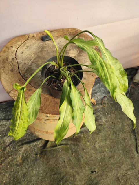 Syngonium Holly Ribbon - comprar online