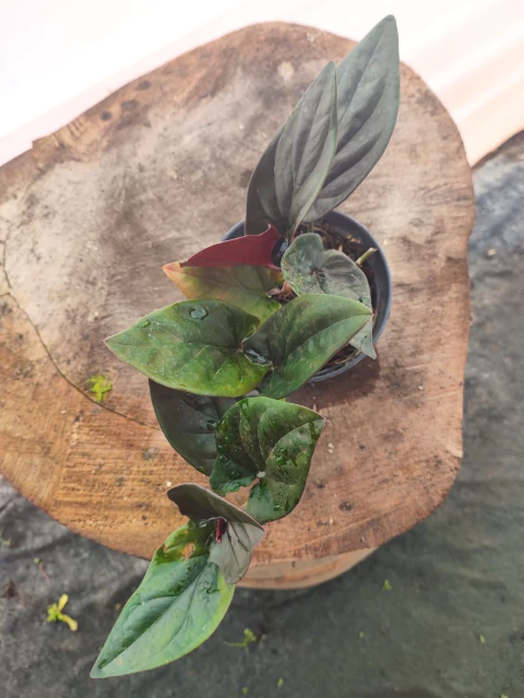 Syngonium erythrophyllum Red Arrow - comprar online