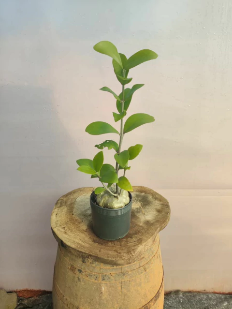 Hydnophytum formicarum (Planta Formiga) - comprar online