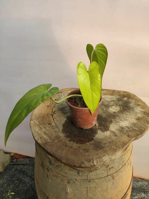 Philodendron Brevisphatum - comprar online