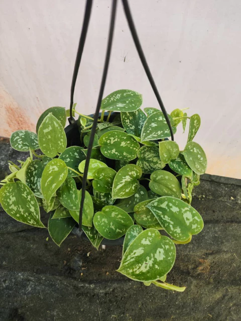 Scindapsus Pictus - comprar online