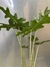 Alocasia Portei na internet