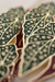 Pin Begônia Maculata - comprar online