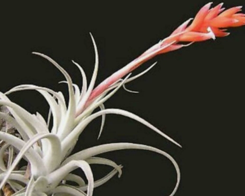 Tillandsia subsecundifolia - comprar online