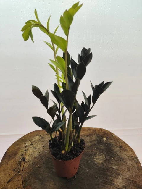 Zamioculca zamiifolia Black pequena - comprar online
