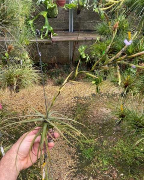 Tillandsia streptocarpa linearifolia - comprar online