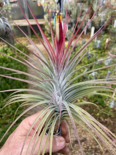 Tillandsia rectifolia - comprar online