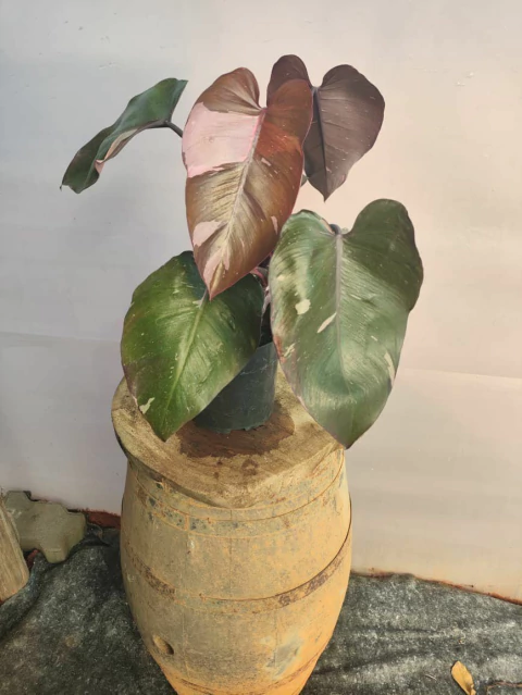 Philodendron Pink Princess - comprar online