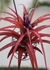 Tillandsia brachycaulos