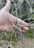Tillandsia crocata 'Cooper Penny'
