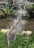 Tillandsia funckiana recurvifolia