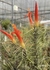 Tillandsia funckiana