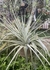 Tillandsia gardnerii
