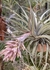 Tillandsia geminifolia