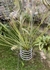 Tillandsia hamerii