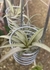 Tillandsia harrisii x xerografica