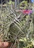 Tillandsia hoffackerii