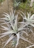 Tillandsia hondurensis