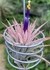 Tillandsia ionantha 'Hawaian Frosty'