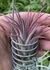 Tillandsia ionantha ionantha