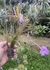 Tillandsia linearis