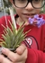 Tillandsia neglecta