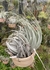 Tillandsia piauiensis