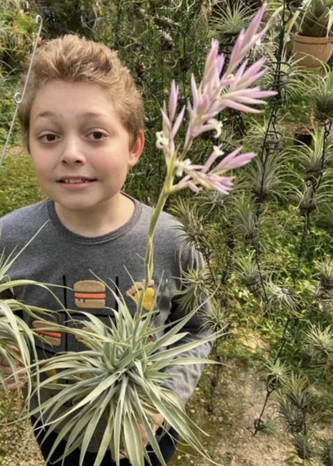Tillandsia purpurea