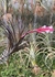 Tillandsia tenuifolia Ametista